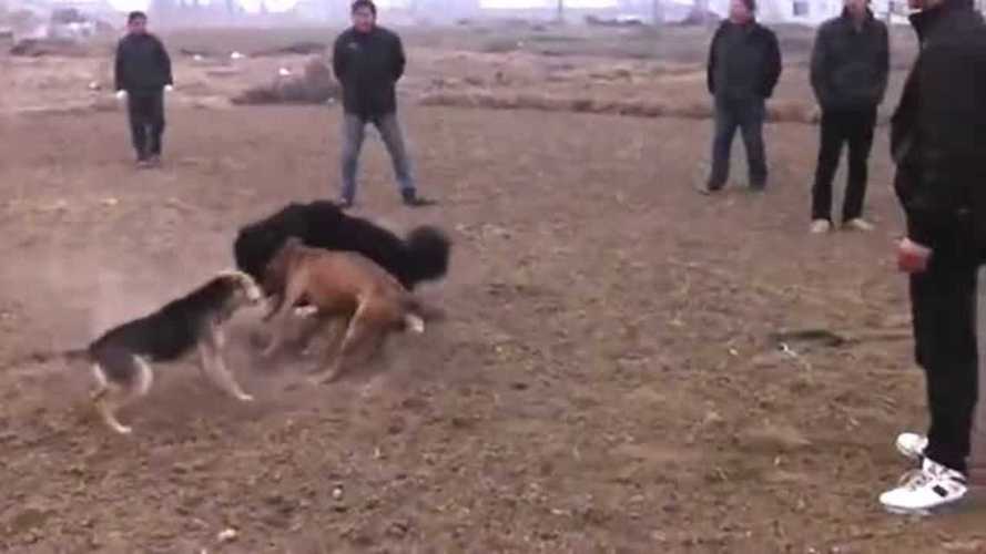 斗狗 *** 藏獒咬死斗(军犬藏獒咬死斗狗 *** ) - 警犬训练器材厂家 _警犬训练用品_工作犬训练用品-南京开久警犬装备-警犬训练器材厂家 _警犬训练用品_工作犬训练用品-南京开久警犬装备