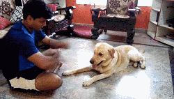 德国魏玛猎犬价格(德国的魏玛猎犬 *** )-警犬训练器材厂家 _警犬训练用品_工作犬训练用品-南京开久警犬装备