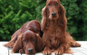 英国雪达犬是干什么的问答-警犬训练器材厂家 _警犬训练用品_工作犬训练用品-南京开久警犬装备