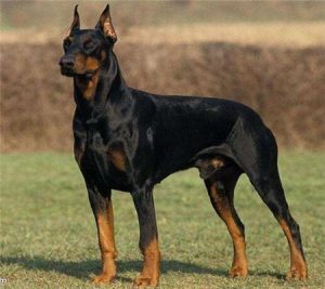 犬种百科(犬种百科全书)-警犬训练器材厂家 _警犬训练用品_工作犬训练用品-南京开久警犬装备