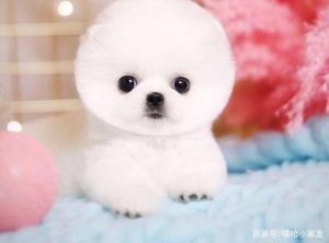 茶杯犬的品种介绍狗狗品种-警犬训练器材厂家 _警犬训练用品_工作犬训练用品-南京开久警犬装备