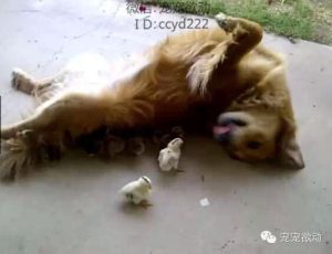 狸狗是什么样的？狗的小鸡是什么样的-警犬训练器材厂家 _警犬训练用品_工作犬训练用品-南京开久警犬装备