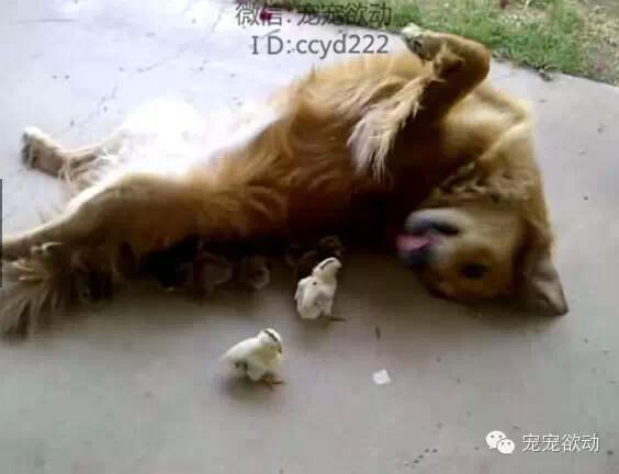 狸狗是什么样的？狗的小鸡是什么样的 - 警犬训练器材厂家 _警犬训练用品_工作犬训练用品-南京开久警犬装备-警犬训练器材厂家 _警犬训练用品_工作犬训练用品-南京开久警犬装备