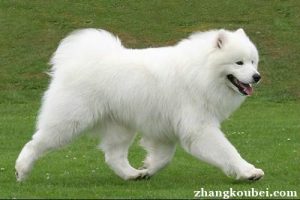 萨摩耶吃什么萨摩耶不能吃什么狗狗品种-警犬训练器材厂家 _警犬训练用品_工作犬训练用品-南京开久警犬装备