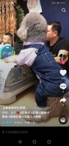 泰迪犬百科，纯种泰迪犬-警犬训练器材厂家 _警犬训练用品_工作犬训练用品-南京开久警犬装备