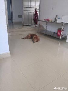 泰迪狗狗三个月长太快_三个月的泰迪狗狗可以吃鸡蛋吗-警犬训练器材厂家 _警犬训练用品_工作犬训练用品-南京开久警犬装备