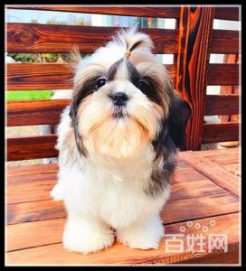 西施犬特征(西施犬价格)-警犬训练器材厂家 _警犬训练用品_工作犬训练用品-南京开久警犬装备