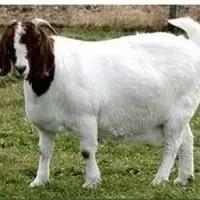 狗感染禽流感症状萌宠，鸡感染禽流感的症状有哪些症状-警犬训练器材厂家 _警犬训练用品_工作犬训练用品-南京开久警犬装备