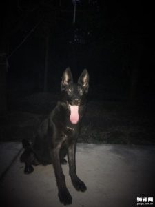 东德牧羊犬狠灰色(浅狼灰色东德牧羊犬 *** )-警犬训练器材厂家 _警犬训练用品_工作犬训练用品-南京开久警犬装备