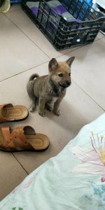 土狗跟狼狗的杂交是什么狗？贵宾杂交土狗是什么狗-警犬训练器材厂家 _警犬训练用品_工作犬训练用品-南京开久警犬装备