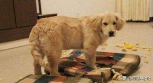 金毛犬训练 *** (怎么训金毛犬 *** 教程)-警犬训练器材厂家 _警犬训练用品_工作犬训练用品-南京开久警犬装备