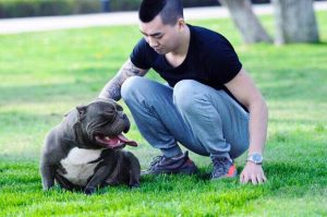 恶霸犬怎么配种?恶霸犬配种过后两天怎么没有食欲咋回事-警犬训练器材厂家 _警犬训练用品_工作犬训练用品-南京开久警犬装备