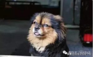 人吃的药给狗吃可以吗-警犬训练器材厂家 _警犬训练用品_工作犬训练用品-南京开久警犬装备