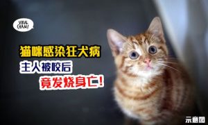 猫有狂犬病是什么症状(狗猫狂犬病发作症状是什么)-警犬训练器材厂家 _警犬训练用品_工作犬训练用品-南京开久警犬装备