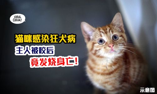 猫有狂犬病是什么症状(狗猫狂犬病发作症状是什么) - 警犬训练器材厂家 _警犬训练用品_工作犬训练用品-南京开久警犬装备-警犬训练器材厂家 _警犬训练用品_工作犬训练用品-南京开久警犬装备