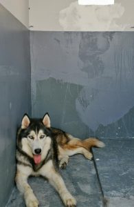 深圳狗狗领养(深圳狗狗领养免费平台)-警犬训练器材厂家 _警犬训练用品_工作犬训练用品-南京开久警犬装备