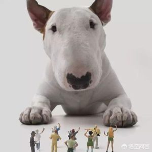 牛头梗打架吗牛头梗犬有着强烈的争斗心-警犬训练器材厂家 _警犬训练用品_工作犬训练用品-南京开久警犬装备