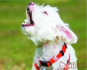 小狗叫声大全(小狗叫声大全试听)-警犬训练器材厂家 _警犬训练用品_工作犬训练用品-南京开久警犬装备