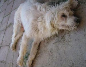 犬瘟热怎么得的？犬瘟热怎么得上的-警犬训练器材厂家 _警犬训练用品_工作犬训练用品-南京开久警犬装备