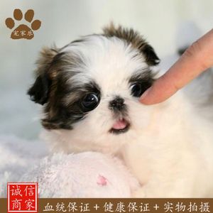 2017年西施犬价格狮子狗多少钱一只-警犬训练器材厂家 _警犬训练用品_工作犬训练用品-南京开久警犬装备