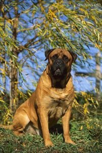 马士提夫犬和斗牛獒犬的区别(英国獒和马士提夫犬的区别)-警犬训练器材厂家 _警犬训练用品_工作犬训练用品-南京开久警犬装备