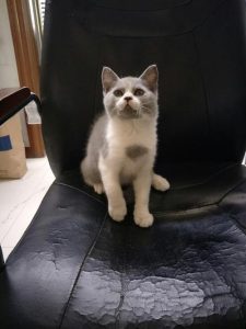 英短蓝狗是什么品种(短尾巴狗是什么品种)-警犬训练器材厂家 _警犬训练用品_工作犬训练用品-南京开久警犬装备