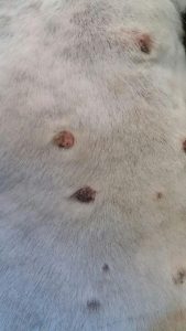 狗狗身上长了好多硬疙瘩(狗狗身上长了好多瘤)-警犬训练器材厂家 _警犬训练用品_工作犬训练用品-南京开久警犬装备