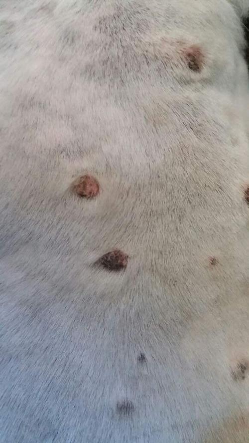 狗狗身上长了好多硬疙瘩(狗狗身上长了好多瘤) - 警犬训练器材厂家 _警犬训练用品_工作犬训练用品-南京开久警犬装备-警犬训练器材厂家 _警犬训练用品_工作犬训练用品-南京开久警犬装备