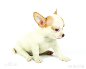 吉娃娃幼犬一般多少钱一只_纯种吉娃娃多少钱一只-警犬训练器材厂家 _警犬训练用品_工作犬训练用品-南京开久警犬装备