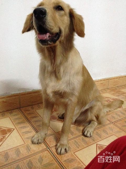 关于公金毛犬多大可以配种的信息萌宠 - 警犬训练器材厂家 _警犬训练用品_工作犬训练用品-南京开久警犬装备-警犬训练器材厂家 _警犬训练用品_工作犬训练用品-南京开久警犬装备