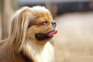 小型狮子犬(像狮子的大型犬)-警犬训练器材厂家 _警犬训练用品_工作犬训练用品-南京开久警犬装备