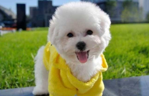 小型狗狗的品种(小型狗狗品种大全及 *** )-警犬训练器材厂家 _警犬训练用品_工作犬训练用品-南京开久警犬装备