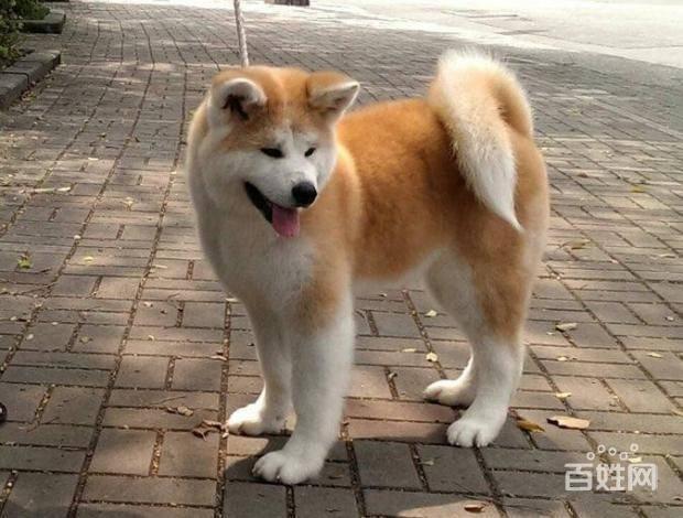 纯种秋田犬(纯种秋田犬价格) - 警犬训练器材厂家 _警犬训练用品_工作犬训练用品-南京开久警犬装备-警犬训练器材厂家 _警犬训练用品_工作犬训练用品-南京开久警犬装备