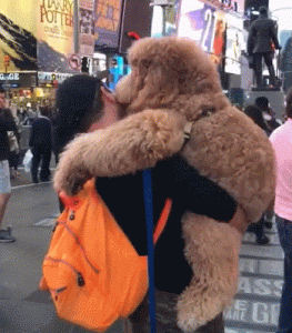 狗狗卡住了怎么处理(狗狗走了一般怎么处理呢)-警犬训练器材厂家 _警犬训练用品_工作犬训练用品-南京开久警犬装备