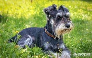 不掉毛的狗(不掉毛的狗狗品种大型犬)-警犬训练器材厂家 _警犬训练用品_工作犬训练用品-南京开久警犬装备