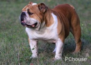 英国斗牛犬多少钱一只(北京斗牛犬多少钱一只)-警犬训练器材厂家 _警犬训练用品_工作犬训练用品-南京开久警犬装备