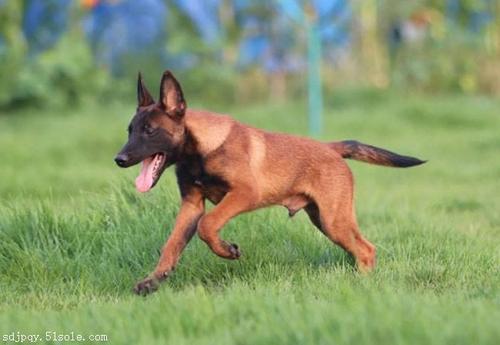马犬怎么训(新手如何训练马犬) - 警犬训练器材厂家 _警犬训练用品_工作犬训练用品-南京开久警犬装备-警犬训练器材厂家 _警犬训练用品_工作犬训练用品-南京开久警犬装备