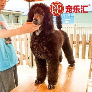 泰迪犬怎么训练?泰迪犬训练 *** 狗狗技巧训练-警犬训练器材厂家 _警犬训练用品_工作犬训练用品-南京开久警犬装备