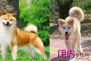秋田犬智商排名的第几(美国秋田犬智商排名)-警犬训练器材厂家 _警犬训练用品_工作犬训练用品-南京开久警犬装备