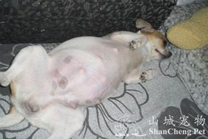 配狗时锁住一定会怀孕吗-警犬训练器材厂家 _警犬训练用品_工作犬训练用品-南京开久警犬装备