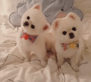 世界猎犬排名(十大猎犬排名)-警犬训练器材厂家 _警犬训练用品_工作犬训练用品-南京开久警犬装备