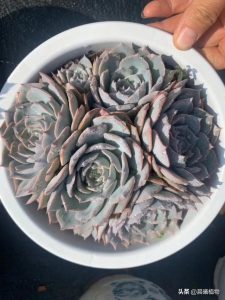 宠物情人狗狗品种-警犬训练器材厂家 _警犬训练用品_工作犬训练用品-南京开久警犬装备