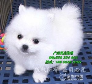 博美犬最贵的多少钱一只   *** 博美犬多少钱一只-警犬训练器材厂家 _警犬训练用品_工作犬训练用品-南京开久警犬装备