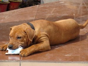 比特犬多少钱，正宗比熊犬多少钱一只-警犬训练器材厂家 _警犬训练用品_工作犬训练用品-南京开久警犬装备