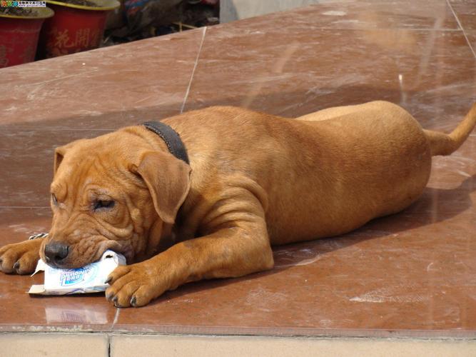 比特犬多少钱，正宗比熊犬多少钱一只 - 警犬训练器材厂家 _警犬训练用品_工作犬训练用品-南京开久警犬装备-警犬训练器材厂家 _警犬训练用品_工作犬训练用品-南京开久警犬装备