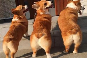 柯基犬特点(柯基的特点)-警犬训练器材厂家 _警犬训练用品_工作犬训练用品-南京开久警犬装备