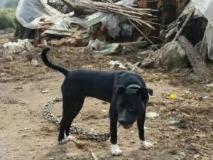 男子当街生火烤狗-警犬训练器材厂家 _警犬训练用品_工作犬训练用品-南京开久警犬装备