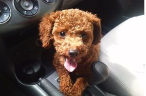 夏天太热了狗狗怎么办(夏天太热狗狗会热死吗)-警犬训练器材厂家 _警犬训练用品_工作犬训练用品-南京开久警犬装备