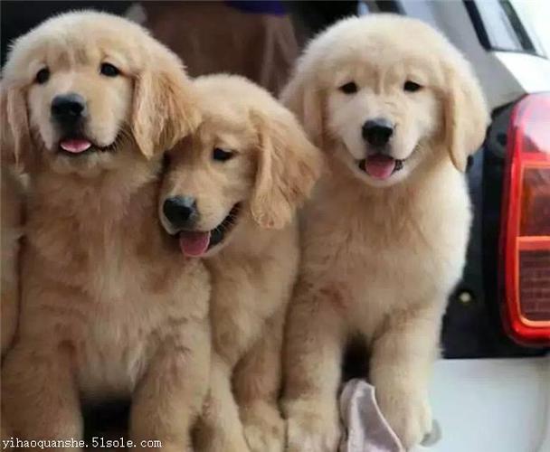 金毛幼犬多少钱一只(双血统金毛幼犬多少钱一只) - 警犬训练器材厂家 _警犬训练用品_工作犬训练用品-南京开久警犬装备-警犬训练器材厂家 _警犬训练用品_工作犬训练用品-南京开久警犬装备