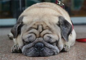 沙皮狗多少钱一只(沙皮狗多少钱一只白色)-警犬训练器材厂家 _警犬训练用品_工作犬训练用品-南京开久警犬装备